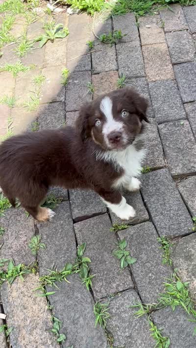 Fern, a male Australian Shepherd for sale in East Rochester, PA – 2 of 2