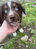 Juniper, a male Australian Shepherd for sale in East Rochester, PA – 1 of 2