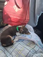Brownie, a male Rat Terrier and Teddy Roosevelt Terrier for sale in Tampa, FL – 2 of 2