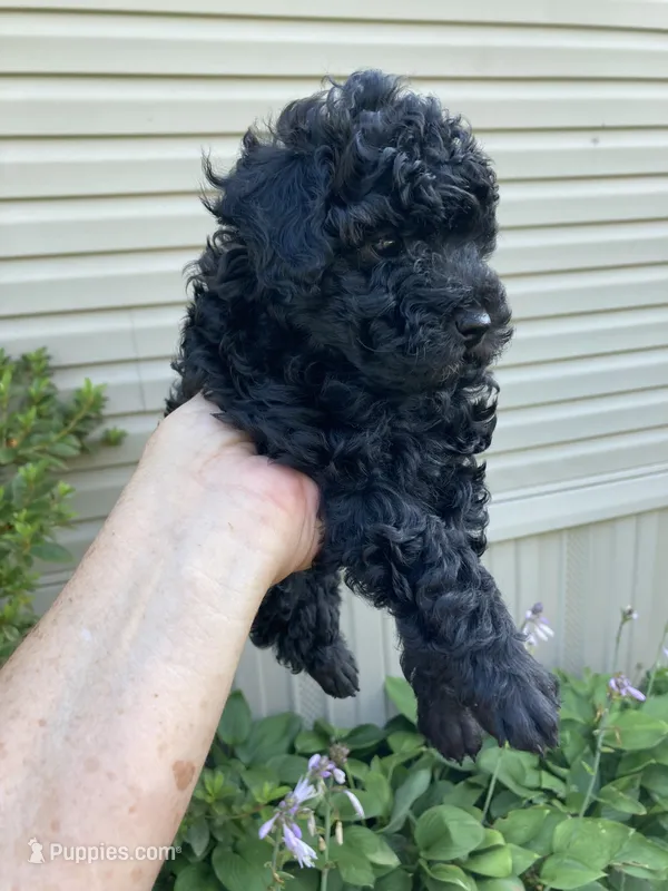 Black male – Poodle - Toy , Poodle - Miniature  puppy for sale in Henagar, AL