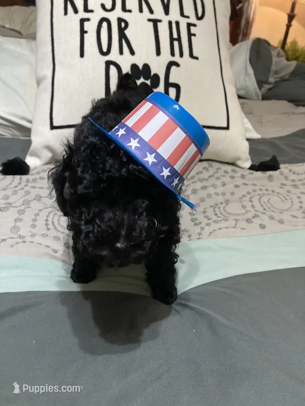 Black male – Poodle - Toy , Poodle - Miniature  puppy for sale in Henagar, AL