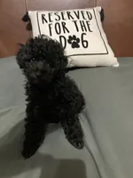Cole, a male Poodle - Toy  and Poodle - Miniature  for sale in Henagar, AL – 2 of 4