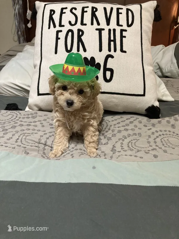 Cream/tan/white markings – Poodle - Toy , Poodle - Miniature  puppy for sale in Henagar, AL