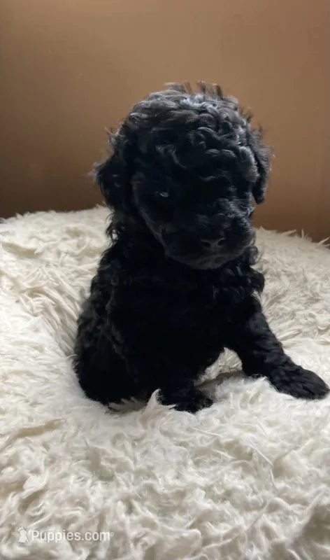 Black male – Poodle - Toy , Poodle - Miniature  puppy for sale in Henagar, AL