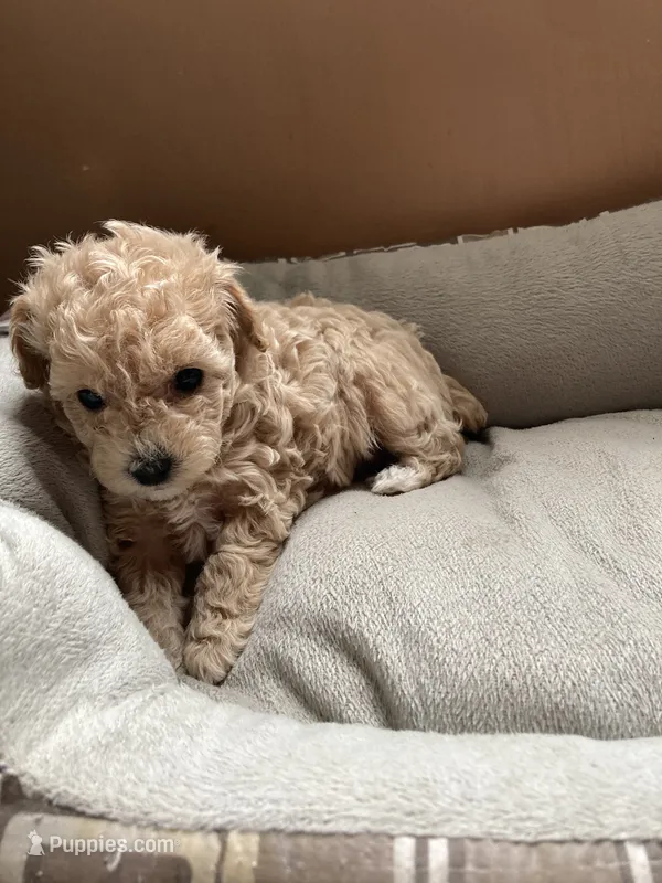 Cream/white markings – Poodle - Toy , Poodle - Miniature  puppy for sale in Henagar, AL