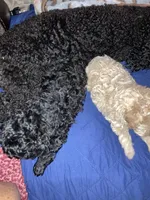 Tan/ white markings, a female Poodle - Toy  and Poodle - Miniature  for sale in Henagar, AL – 3 of 4