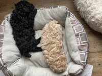 Black male, a male Poodle - Toy  and Poodle - Miniature  for sale in Henagar, AL – 2 of 3