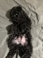 Cole, a male Poodle - Toy  and Poodle - Miniature  for sale in Henagar, AL – 4 of 4