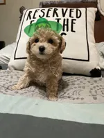 Tan/ white markings, a female Poodle - Toy  and Poodle - Miniature  for sale in Henagar, AL – 2 of 4