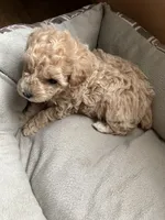 Cream/white markings, a female Poodle - Toy  and Poodle - Miniature  for sale in Henagar, AL – 3 of 5
