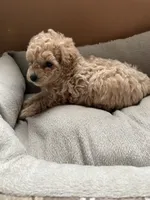 Cream/white markings, a female Poodle - Toy  and Poodle - Miniature  for sale in Henagar, AL – 2 of 5