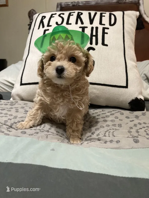 Cream/tan/white markings – Poodle - Toy , Poodle - Miniature  puppy for sale in Henagar, AL