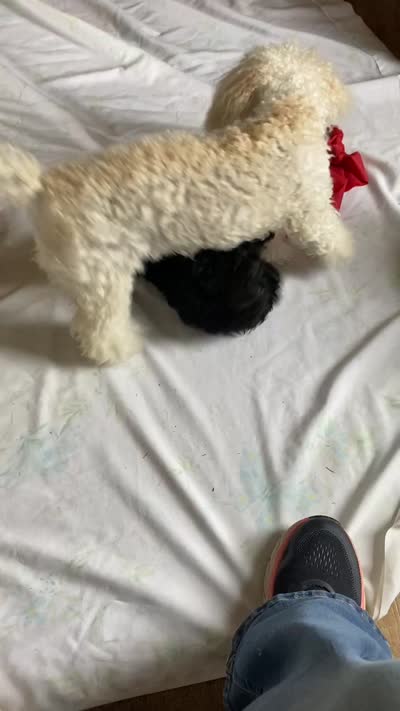Cream/tan/white markings, a female Poodle - Toy  and Poodle - Miniature  for sale in Henagar, AL – 6 of 6