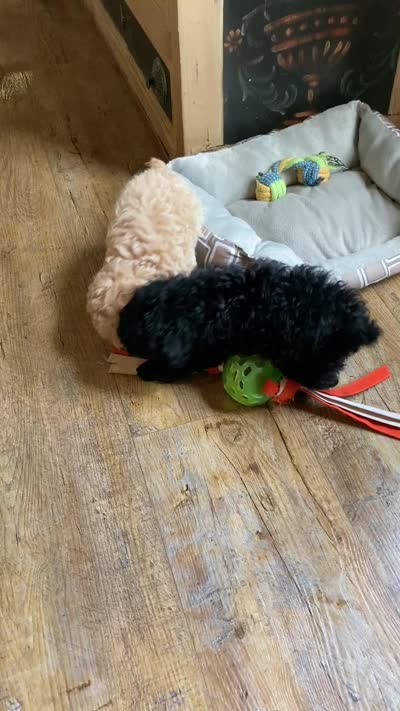 Tan/ white markings, a female Poodle - Toy  and Poodle - Miniature  for sale in Henagar, AL – 4 of 4