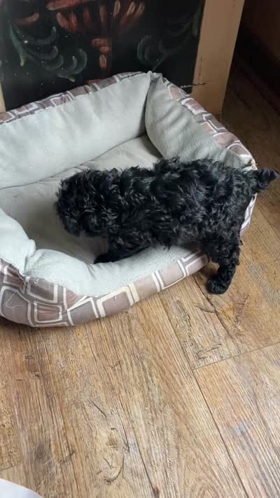 Black male, a male Poodle - Toy  and Poodle - Miniature  for sale in Henagar, AL – 3 of 3