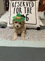 Tan/ white markings, a female Poodle - Toy  and Poodle - Miniature  for sale in Henagar, AL – 1 of 4