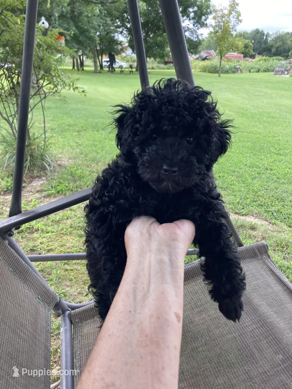Cole – Poodle - Toy , Poodle - Miniature  puppy for sale in Henagar, AL