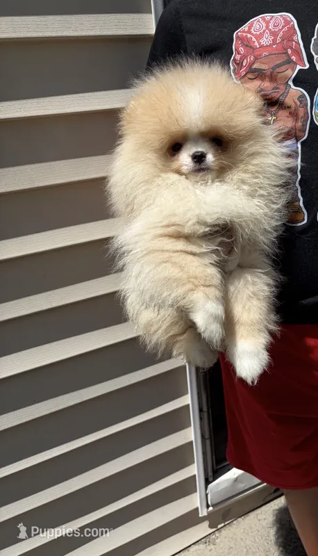 Boy #2  – Pomeranian puppy for sale in New Britain, CT
