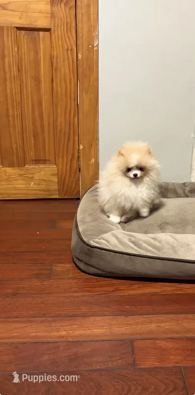 Boy #2  – Pomeranian puppy for sale in New Britain, CT