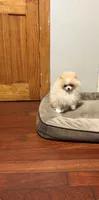 Boy #2 , a male Pomeranian for sale in New Britain, CT – 4 of 10