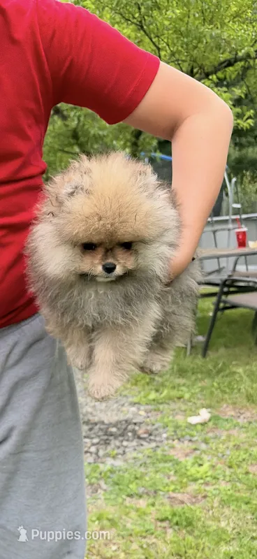 Girl #1  – Pomeranian puppy for sale in New Britain, CT
