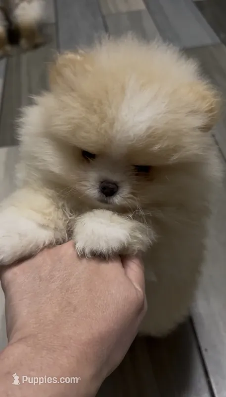 Boy #2  – Pomeranian puppy for sale in New Britain, CT