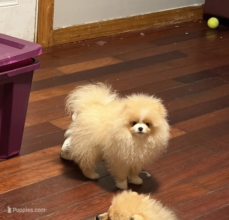 Boy #2  – Pomeranian puppy for sale in New Britain, CT