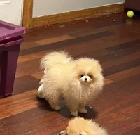 Boy #2 , a male Pomeranian for sale in New Britain, CT – 1 of 10