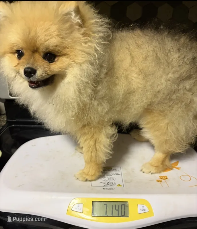 Girl #1  – Pomeranian puppy for sale in New Britain, CT
