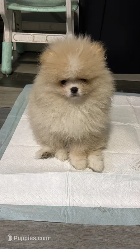 Boy #2  – Pomeranian puppy for sale in New Britain, CT