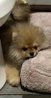 Girl #1 , a female Pomeranian for sale in New Britain, CT – 3 of 10