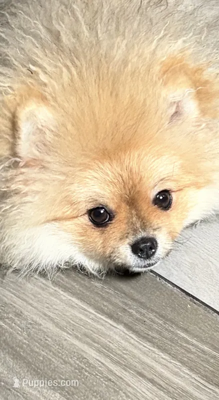 Girl #1  – Pomeranian puppy for sale in New Britain, CT