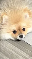 Girl #1 , a female Pomeranian for sale in New Britain, CT – 9 of 10