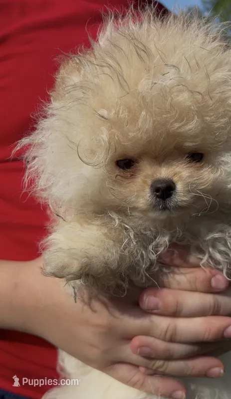 Girl #2 – Pomeranian puppy for sale in New Britain, CT