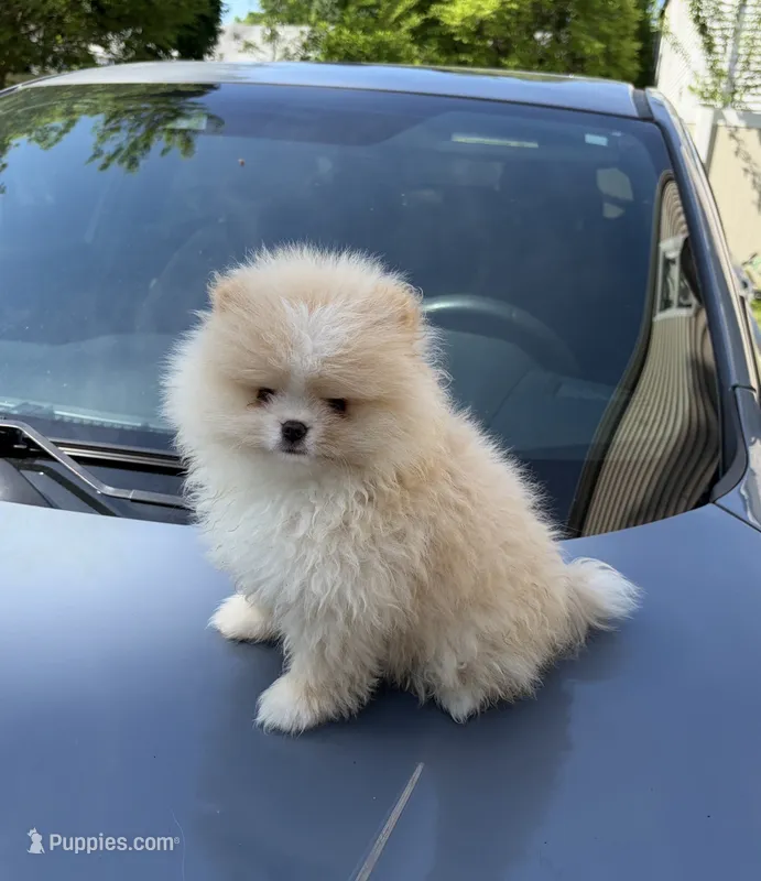 Boy #2  – Pomeranian puppy for sale in New Britain, CT