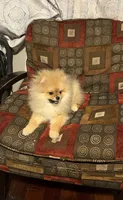 Girl #1 , a female Pomeranian for sale in New Britain, CT – 7 of 10