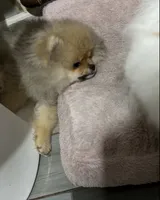 Girl #1 , a female Pomeranian for sale in New Britain, CT – 4 of 10
