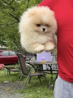 Boy #2 , a male Pomeranian for sale in New Britain, CT – 7 of 10