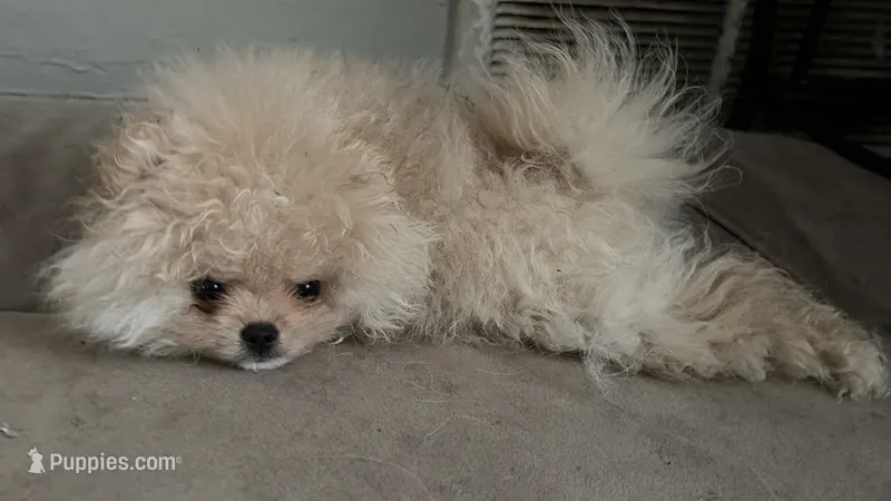 Girl #2 – Pomeranian puppy for sale in New Britain, CT