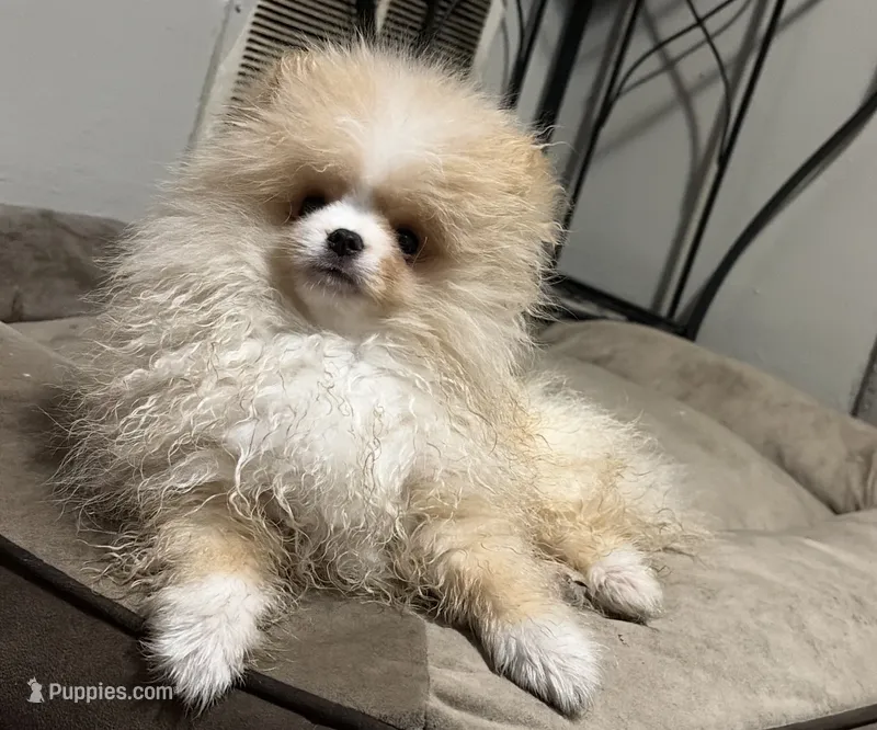 Boy #2  – Pomeranian puppy for sale in New Britain, CT