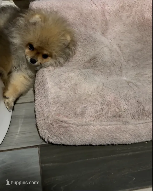 Girl #1  – Pomeranian puppy for sale in New Britain, CT