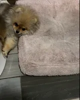 Girl #1 , a female Pomeranian for sale in New Britain, CT – 2 of 10
