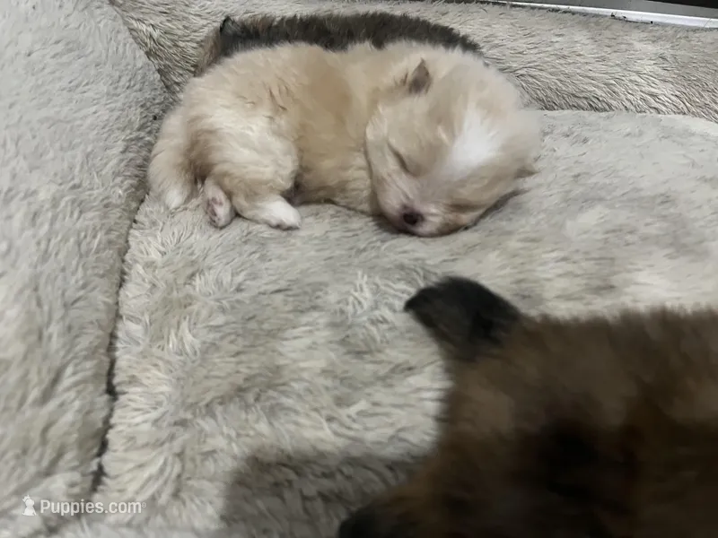 Boy #2  – Pomeranian puppy for sale in New Britain, CT