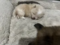 Boy #2 , a male Pomeranian for sale in New Britain, CT – Photo 1 of 10