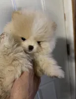 Boy #2 , a male Pomeranian for sale in New Britain, CT – 1 of 9
