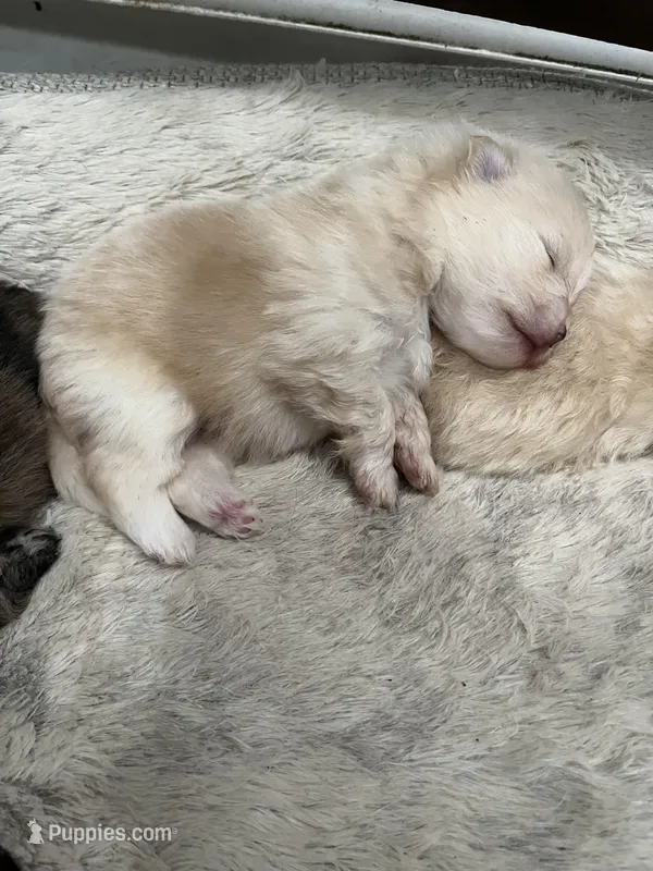 Boy #2  – Pomeranian puppy for sale in New Britain, CT