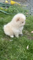 Boy #2 , a male Pomeranian for sale in New Britain, CT – 6 of 9