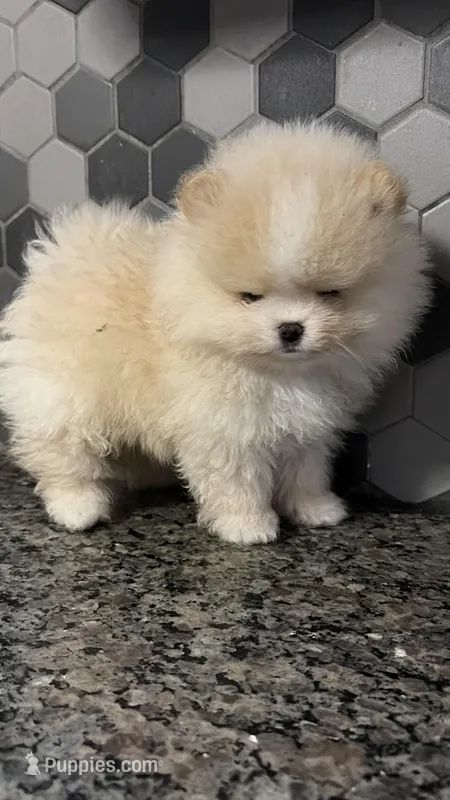 Boy #2  – Pomeranian puppy for sale in New Britain, CT