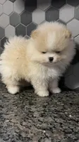 Boy #2 , a male Pomeranian for sale in New Britain, CT – 2 of 9