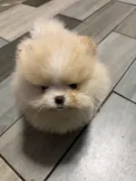 Boy #2 , a male Pomeranian for sale in New Britain, CT – 3 of 9